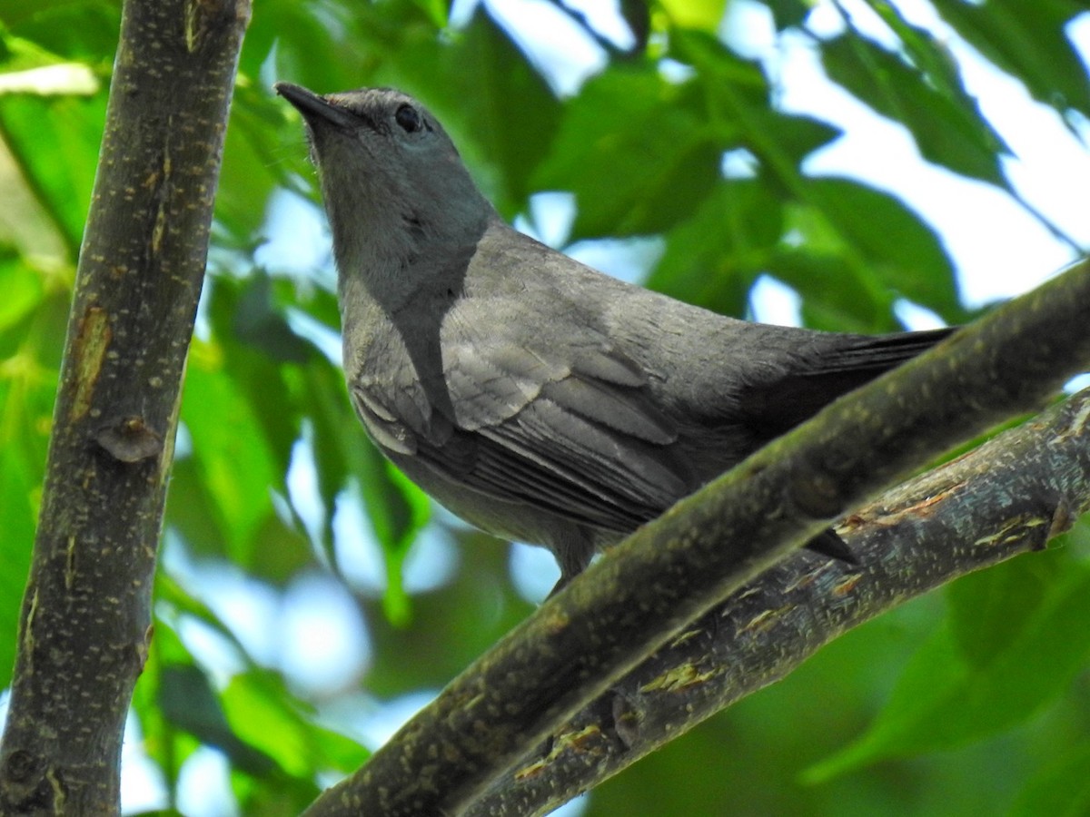 Gray Catbird - ML635671429