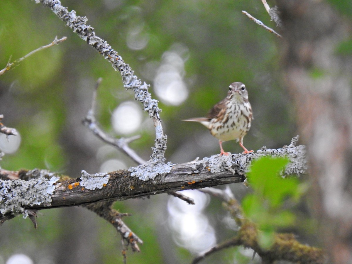 Louisiana Waterthrush - ML635671435