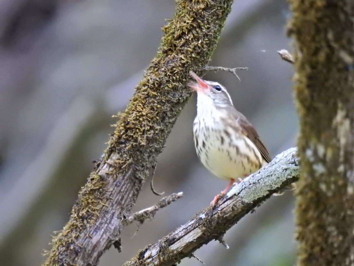 Louisiana Waterthrush - ML635671436