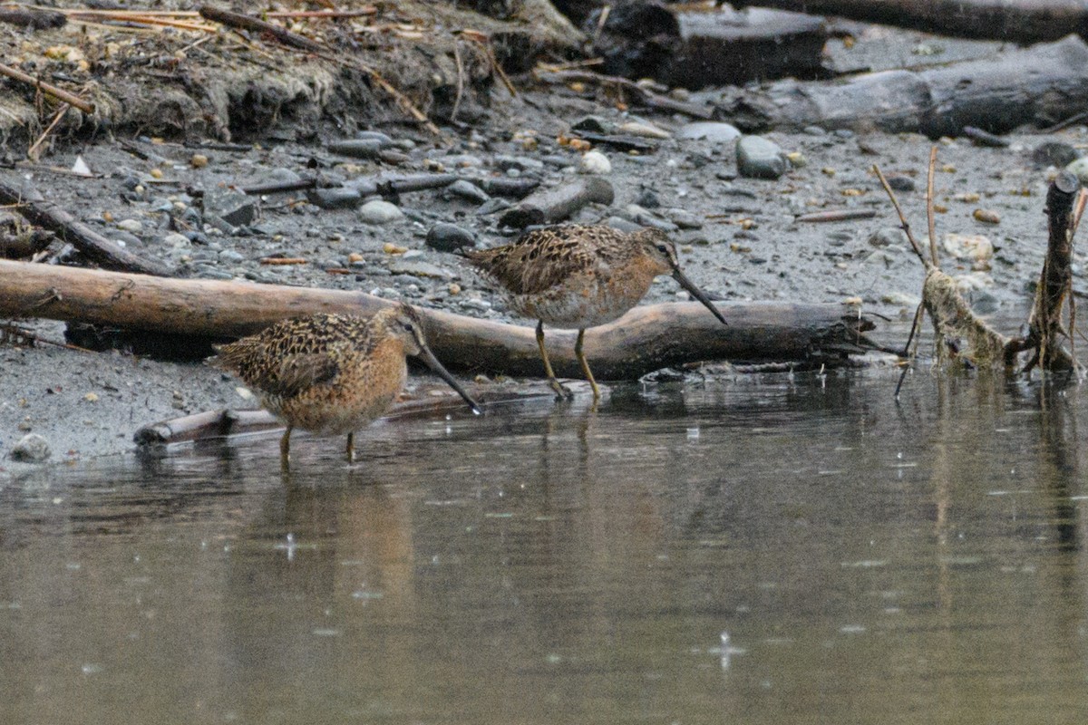 Short-billed Dowitcher - ML635671466