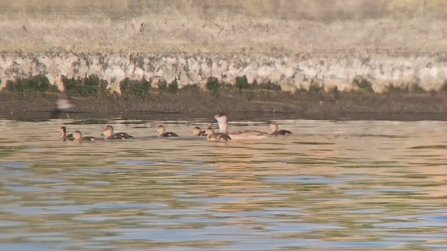 Red-crested Pochard - ML635671502