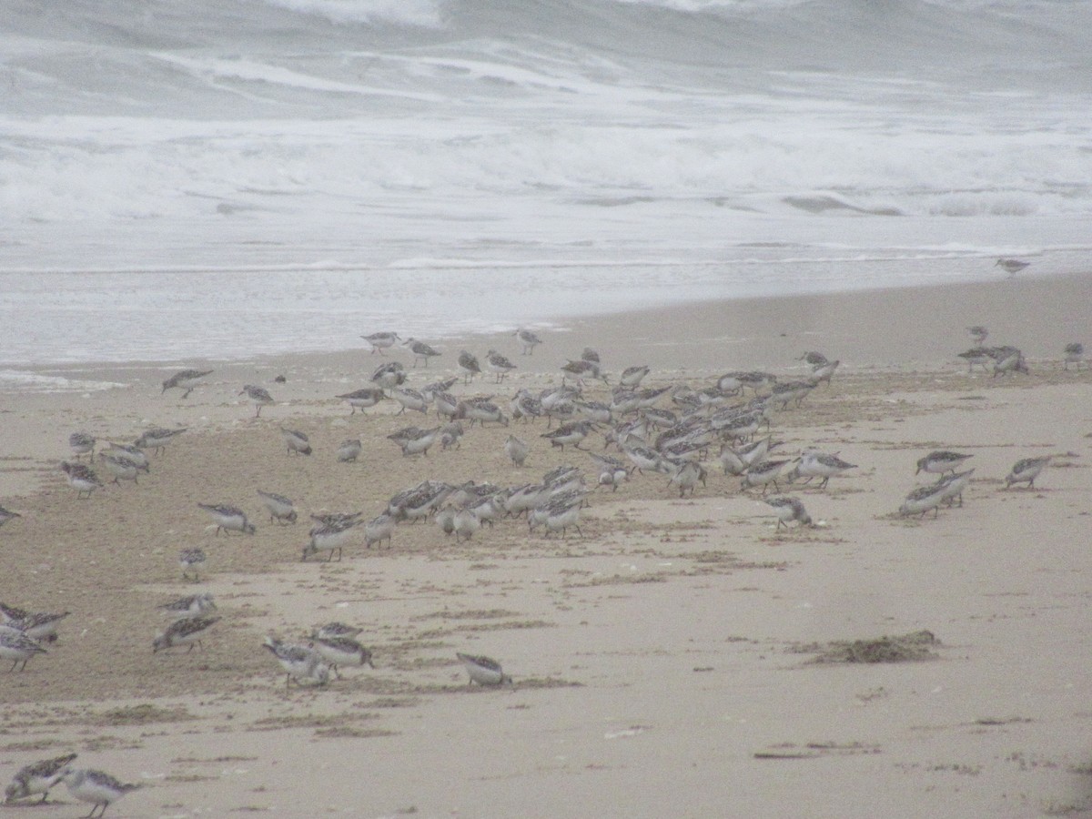 Гурвалж элсэг - ML635671519