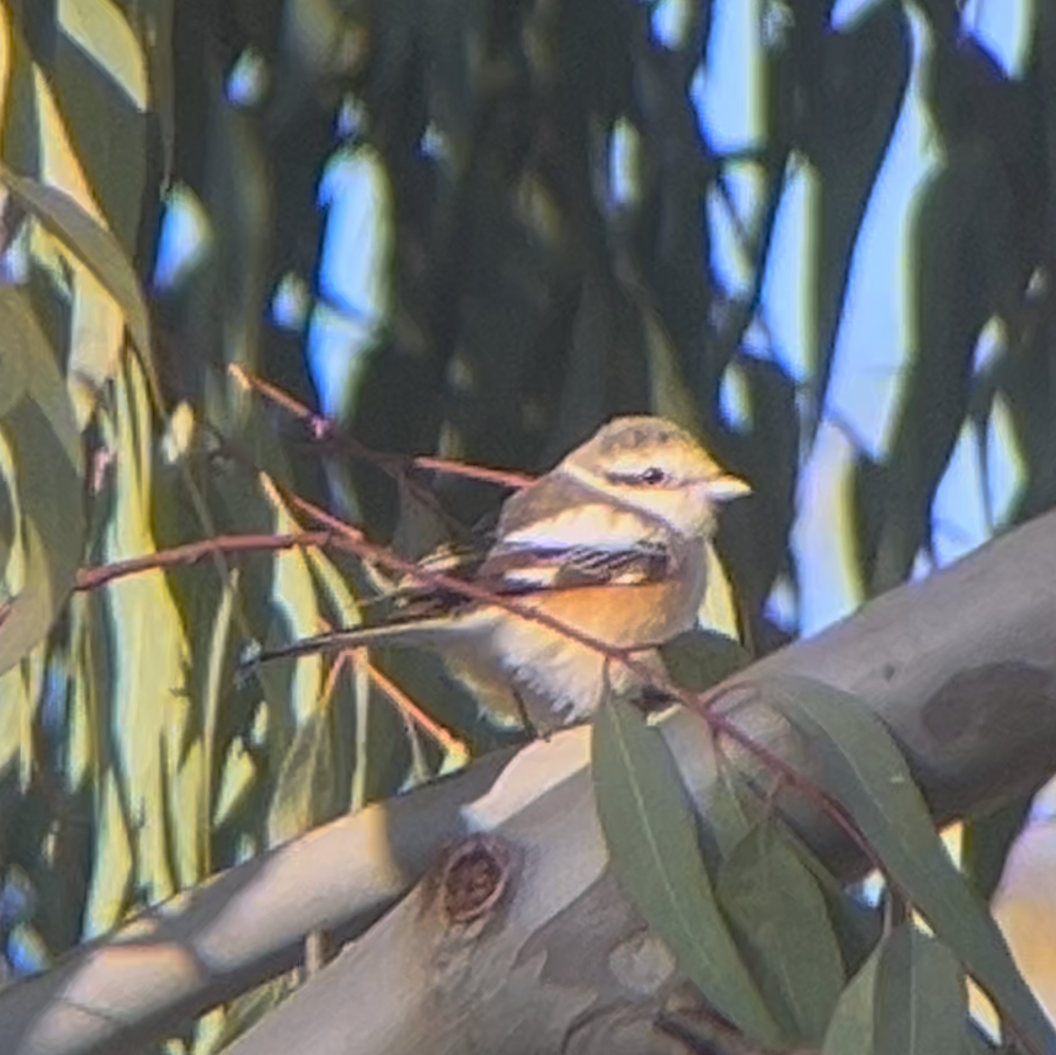 Masked Shrike - ML635671557