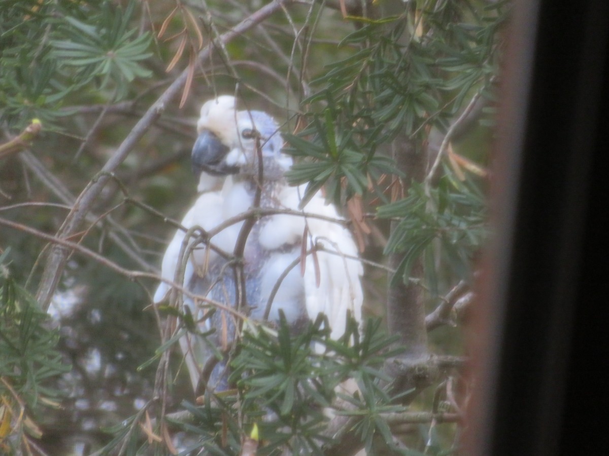 Sulphur-crested Cockatoo - ML635671605