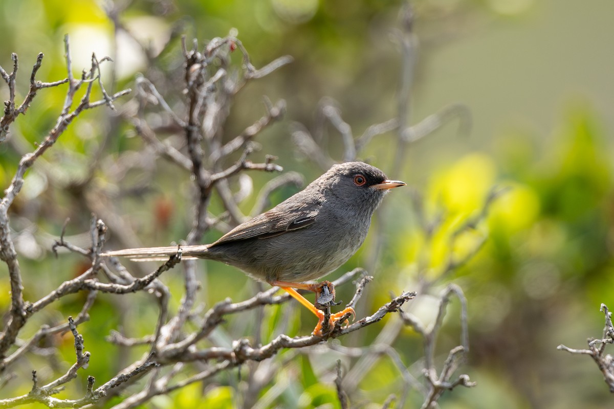 Marmora's Warbler - ML635671640