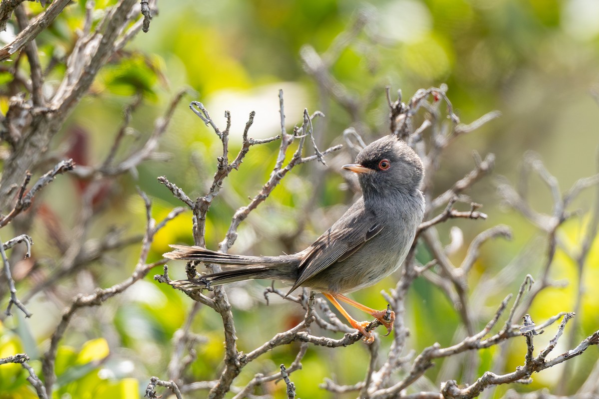 Marmora's Warbler - ML635671641