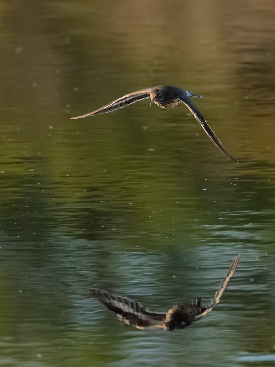 Spotted Sandpiper - ML635671718