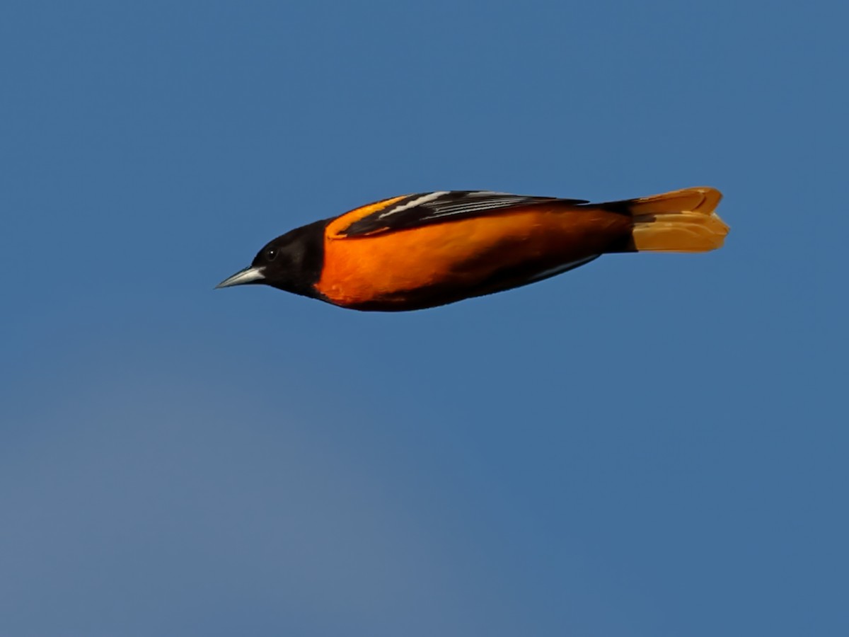 Baltimore Oriole - ML635671733