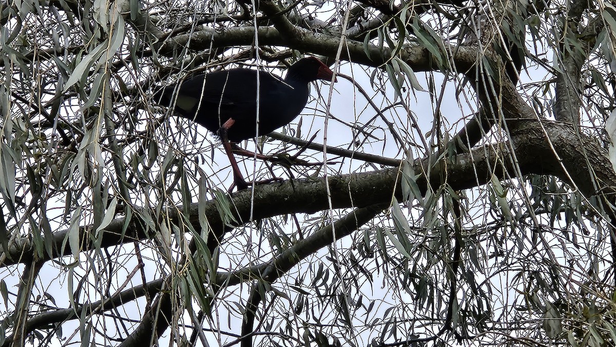 Australasian Swamphen - ML635671790