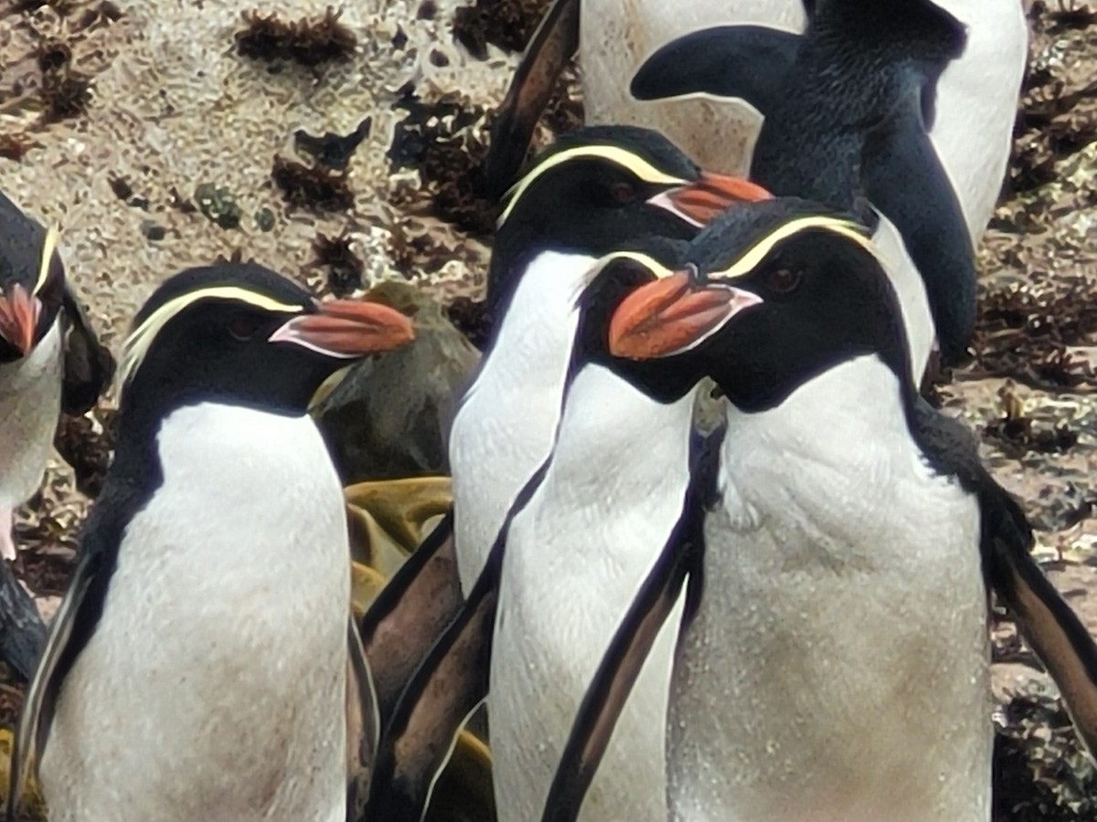 Snares Penguin - ML635671854