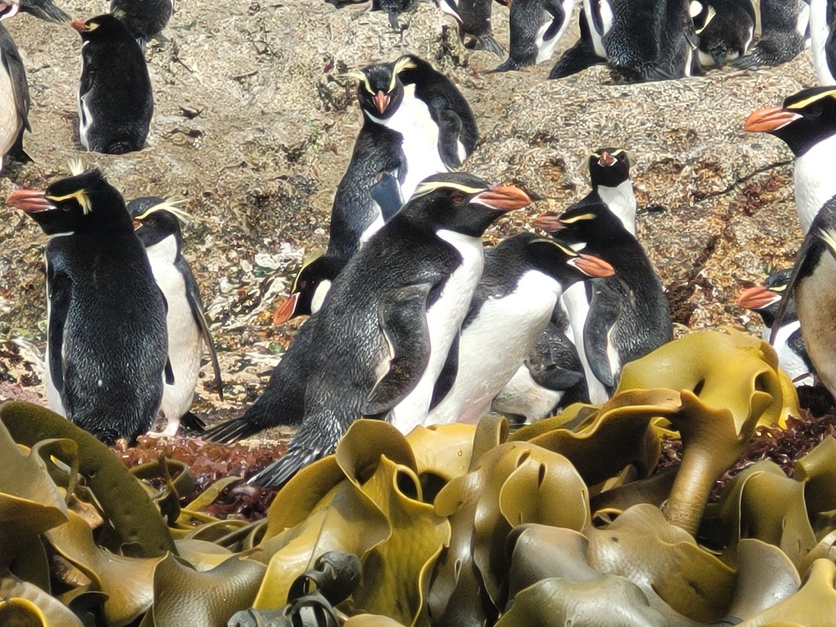 Snares Penguin - ML635671863