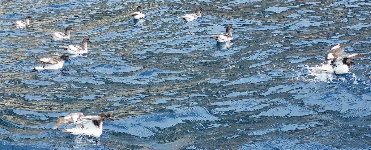 Pintado Petrel - ML635671873