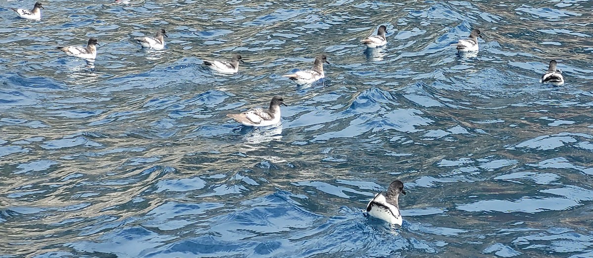 Pintado Petrel - ML635671885