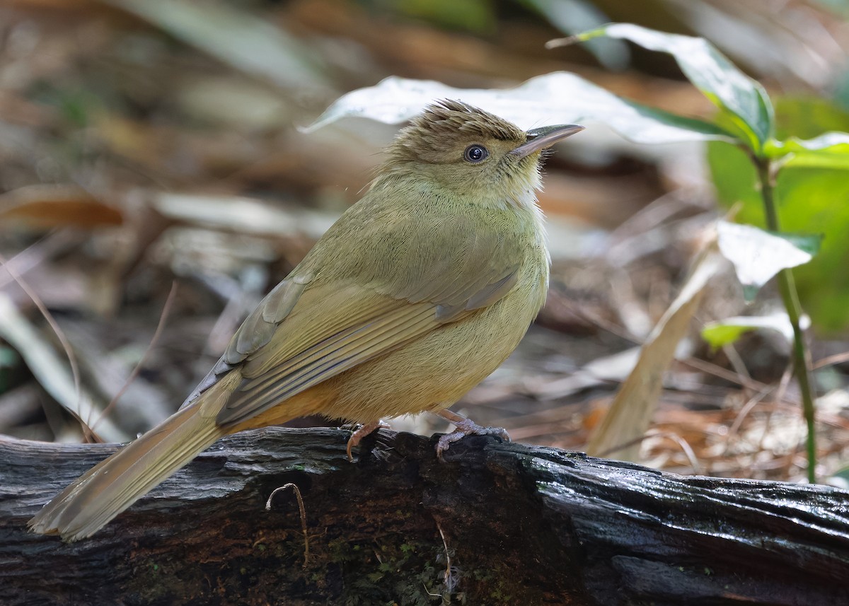Olive Bulbul (Olive) - ML635671924