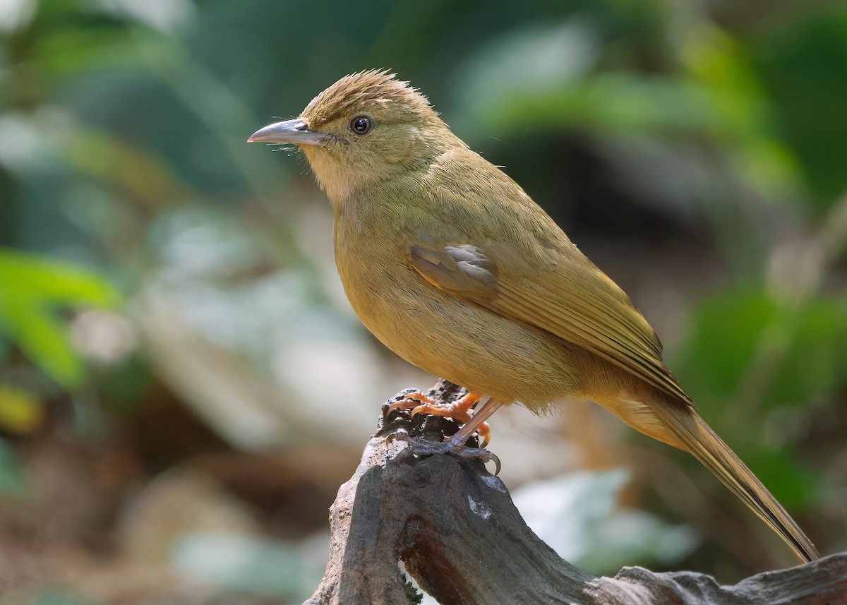 Olive Bulbul (Olive) - ML635671925