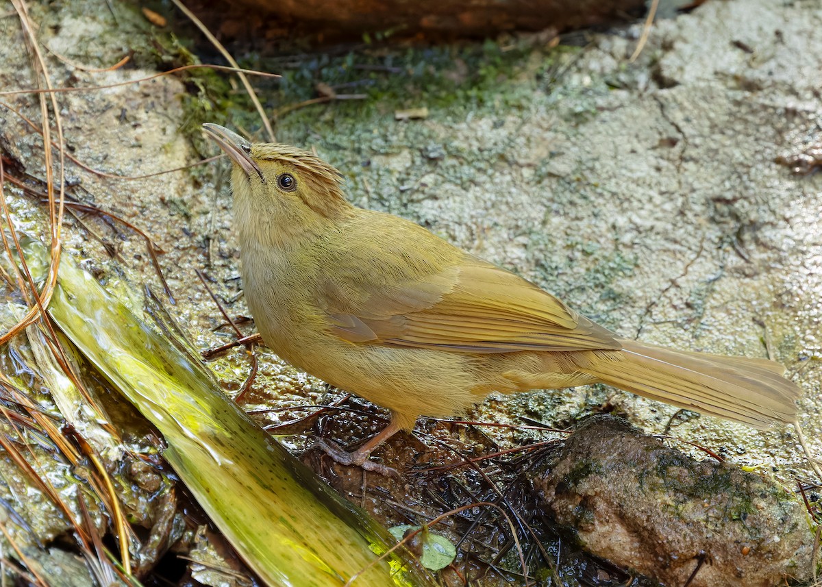 Olive Bulbul (Olive) - ML635671926
