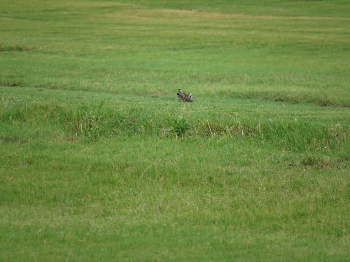 Horned Lark - ML63567211