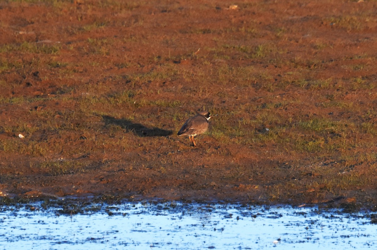 Semipalmated Plover - ML635672149