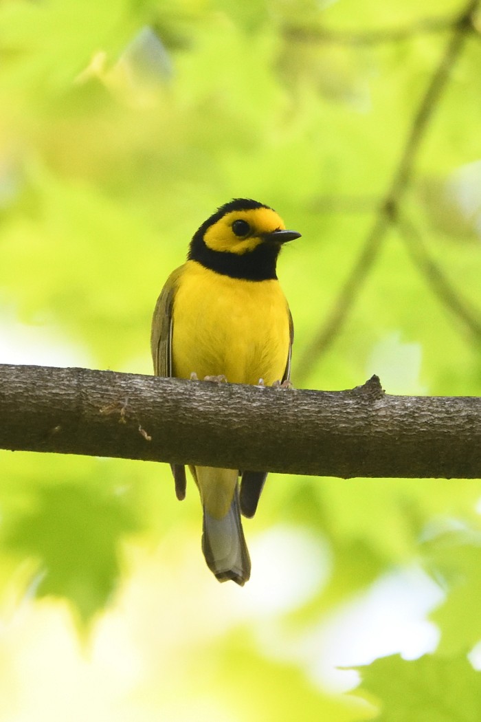 Hooded Warbler - ML635672161