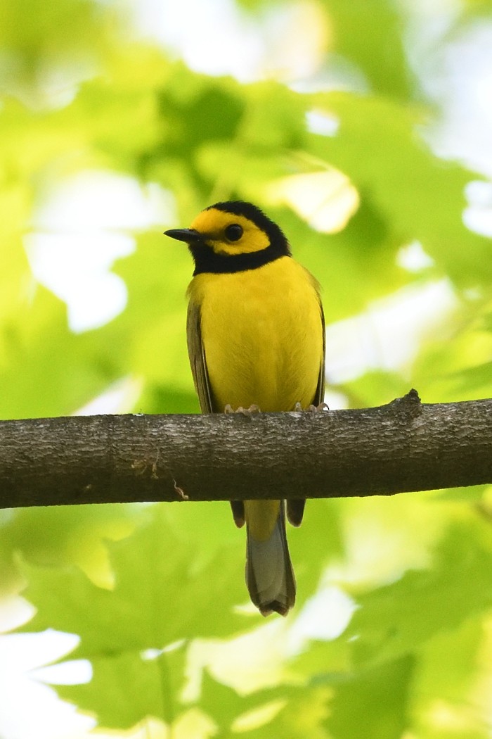 Hooded Warbler - ML635672163