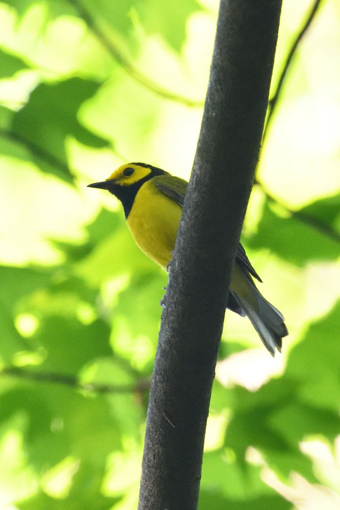 Hooded Warbler - ML635672165