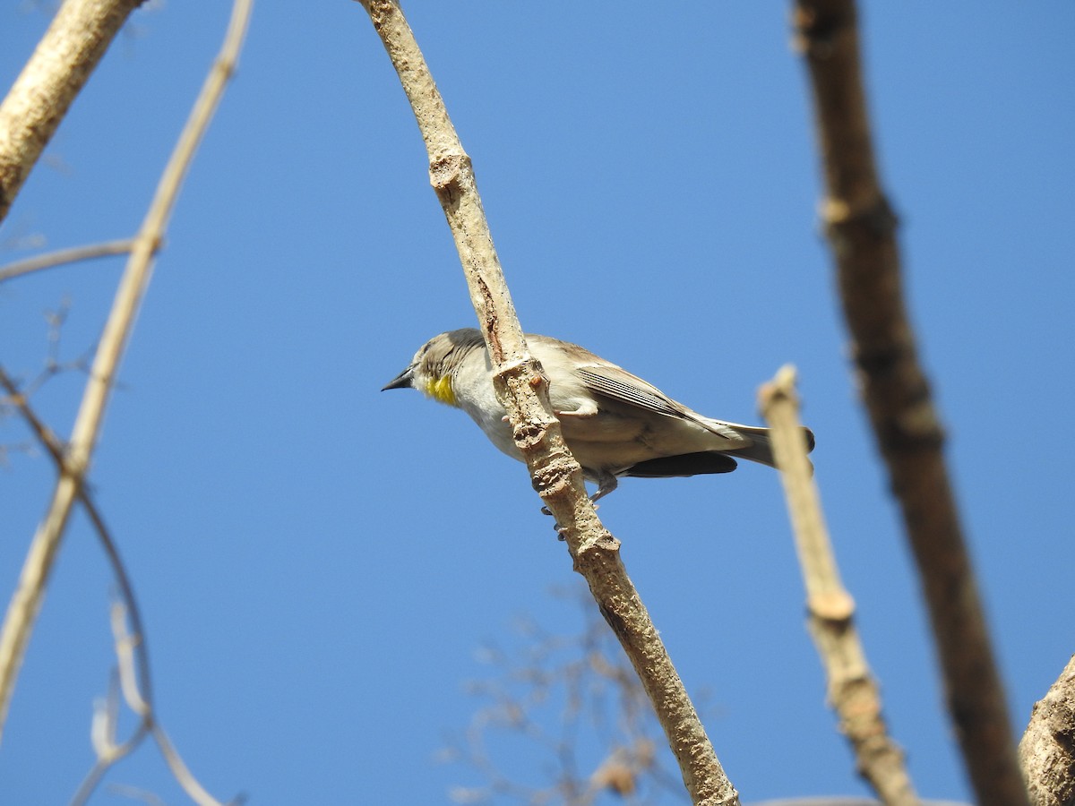 Yellow-throated Sparrow - ML635672181