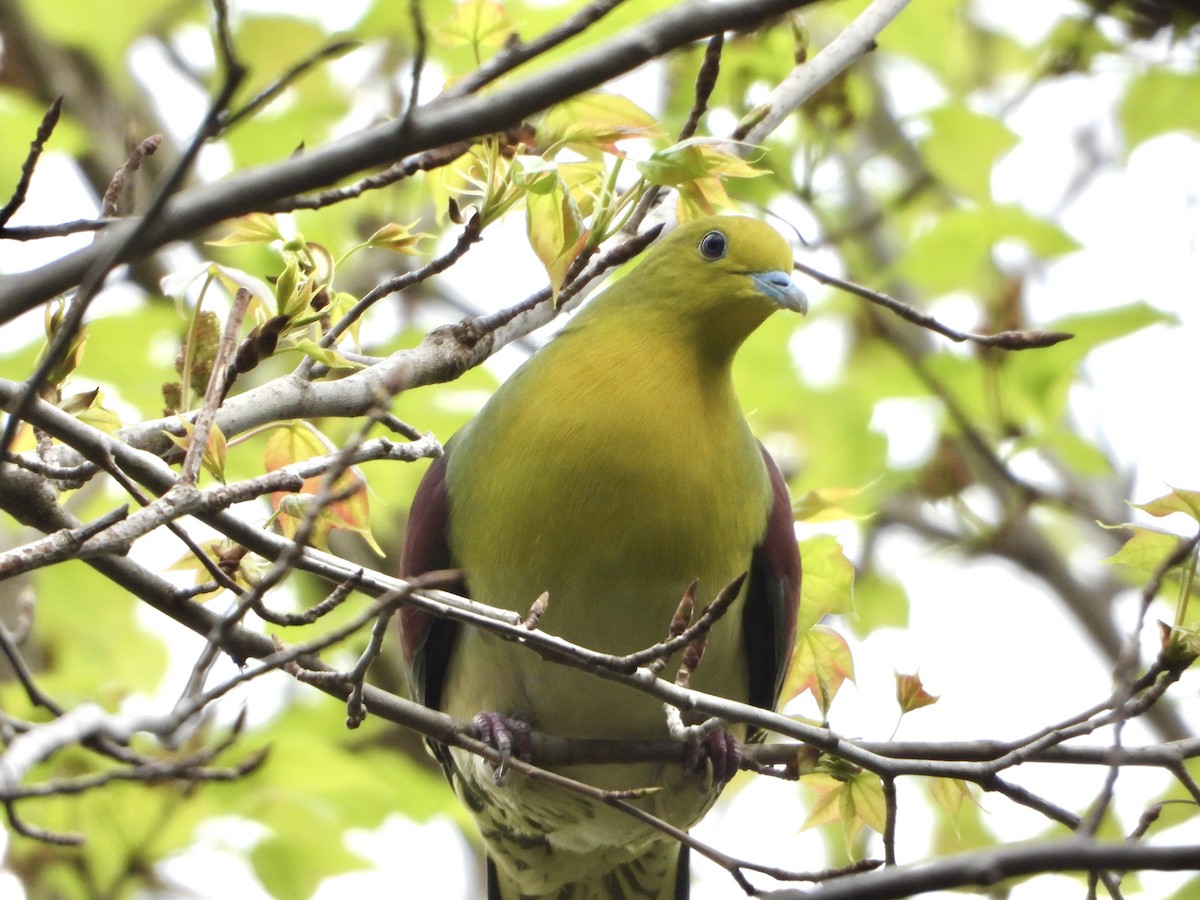 White-bellied Green-Pigeon - ML635672182