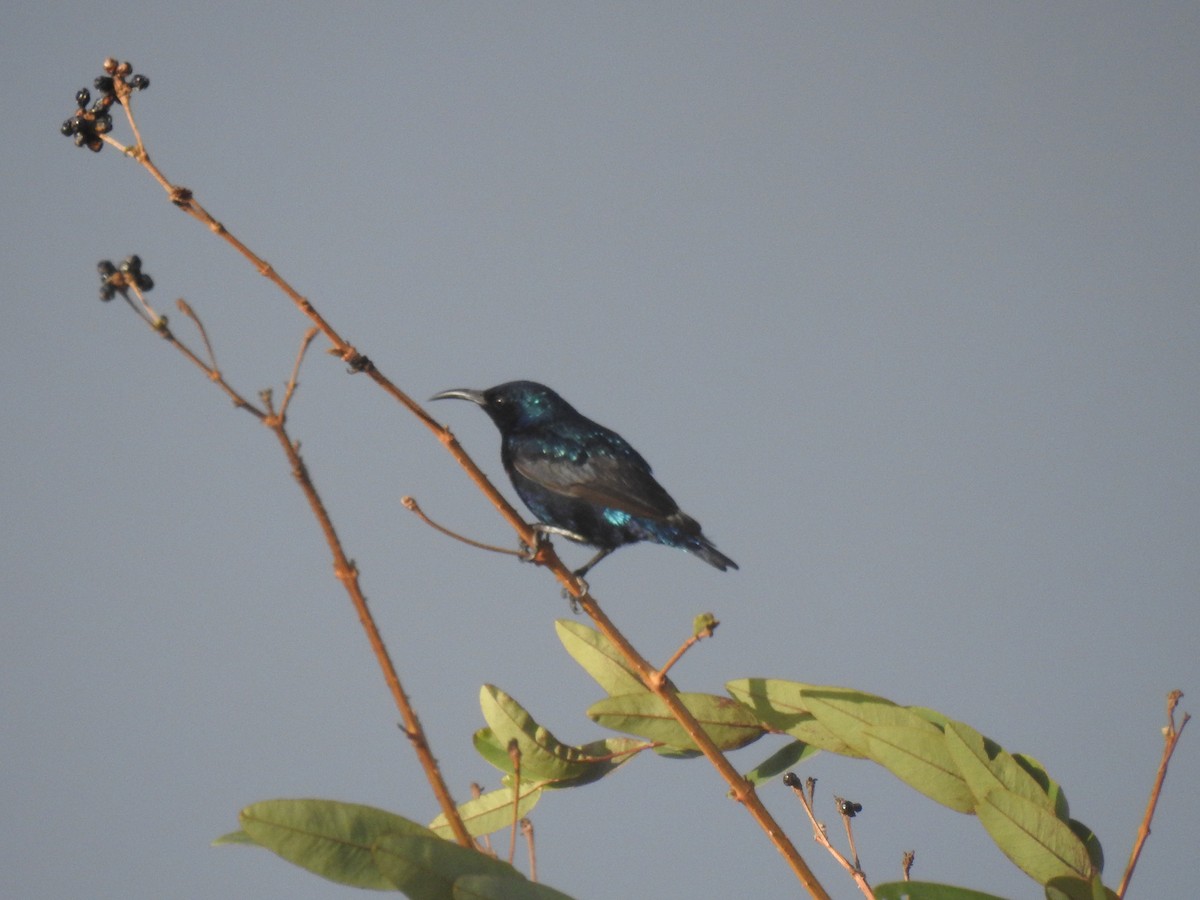 Purple Sunbird - ML635672189