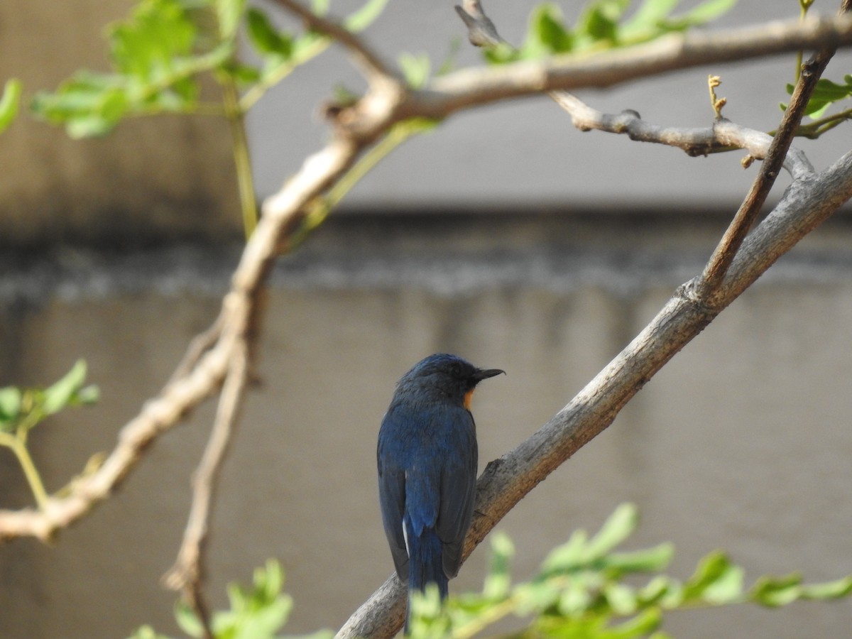 Tickell's Blue Flycatcher - ML635672192