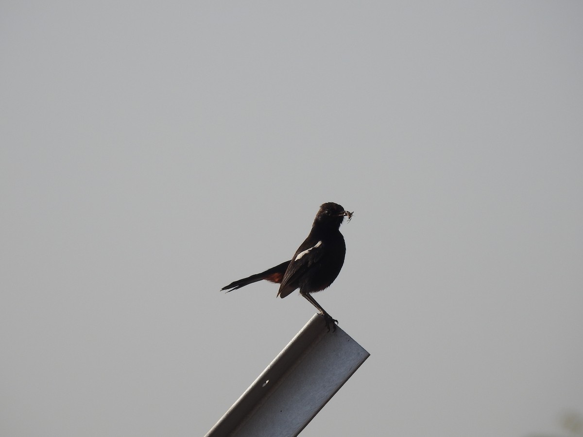 Oriental Magpie-Robin - ML635672203