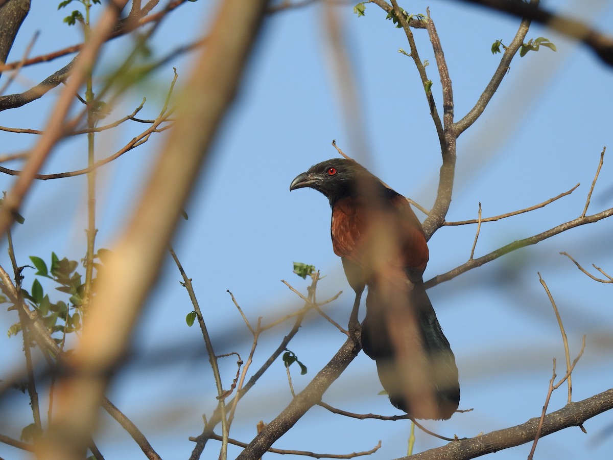Greater Coucal - ML635672212
