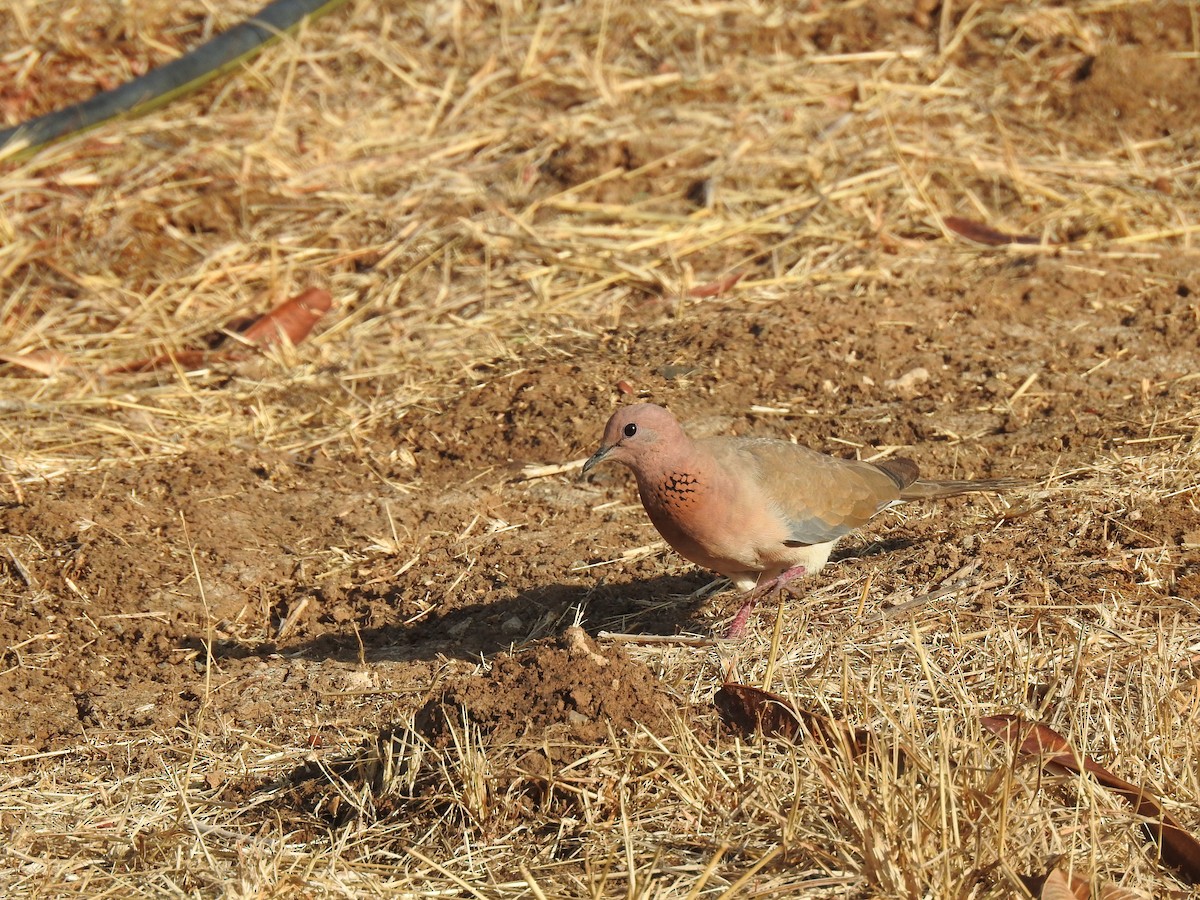 Spotted Dove - ML635672214
