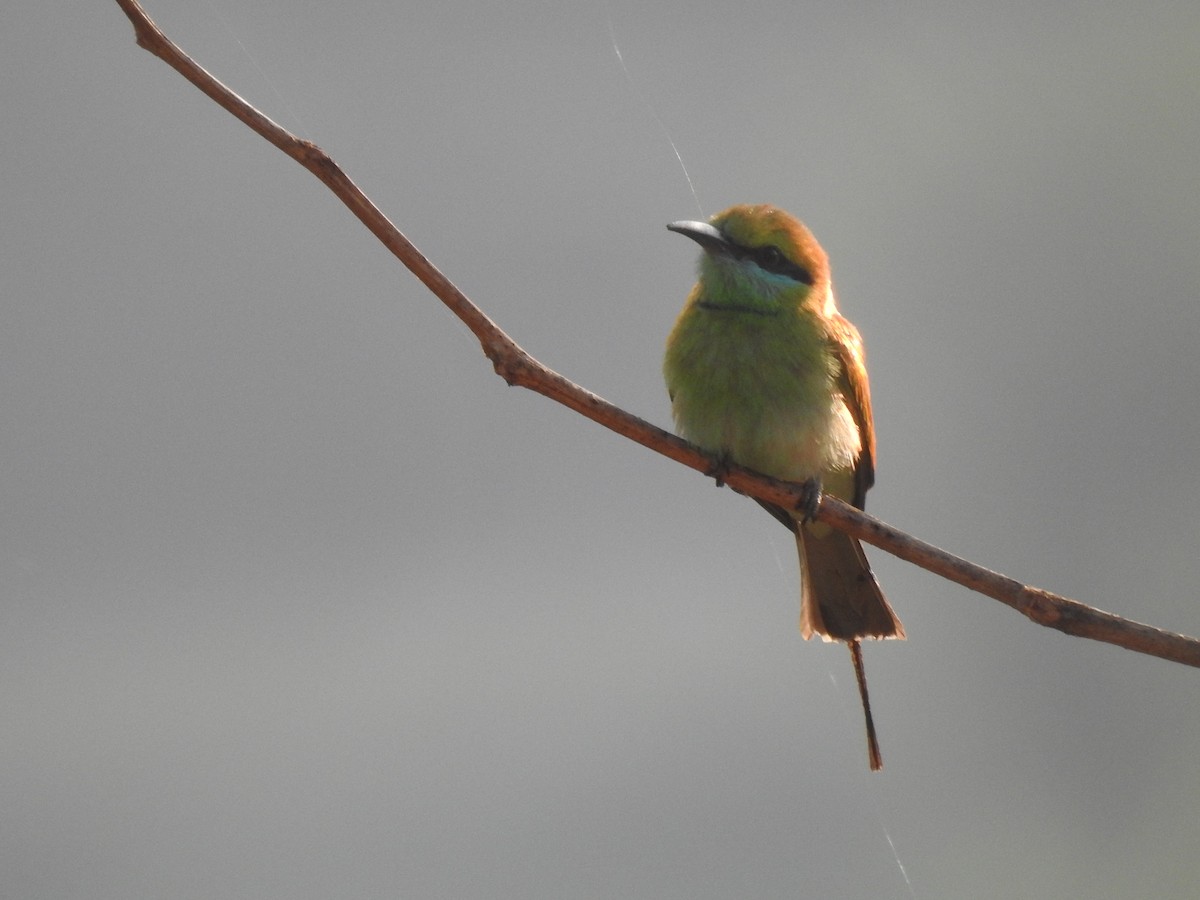 Asian Green Bee-eater - ML635672219
