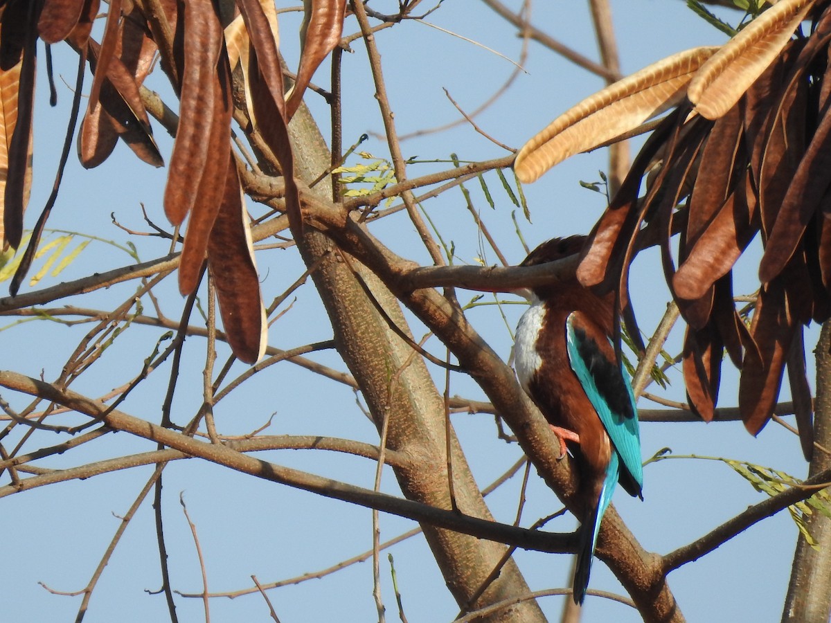 White-throated Kingfisher - ML635672238