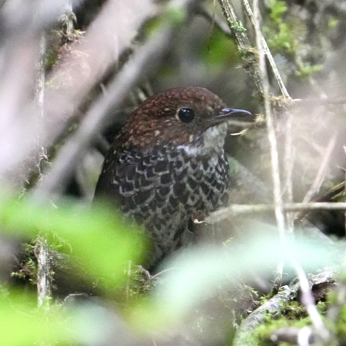 Scaly-breasted Cupwing (Chinese) - ML635672240