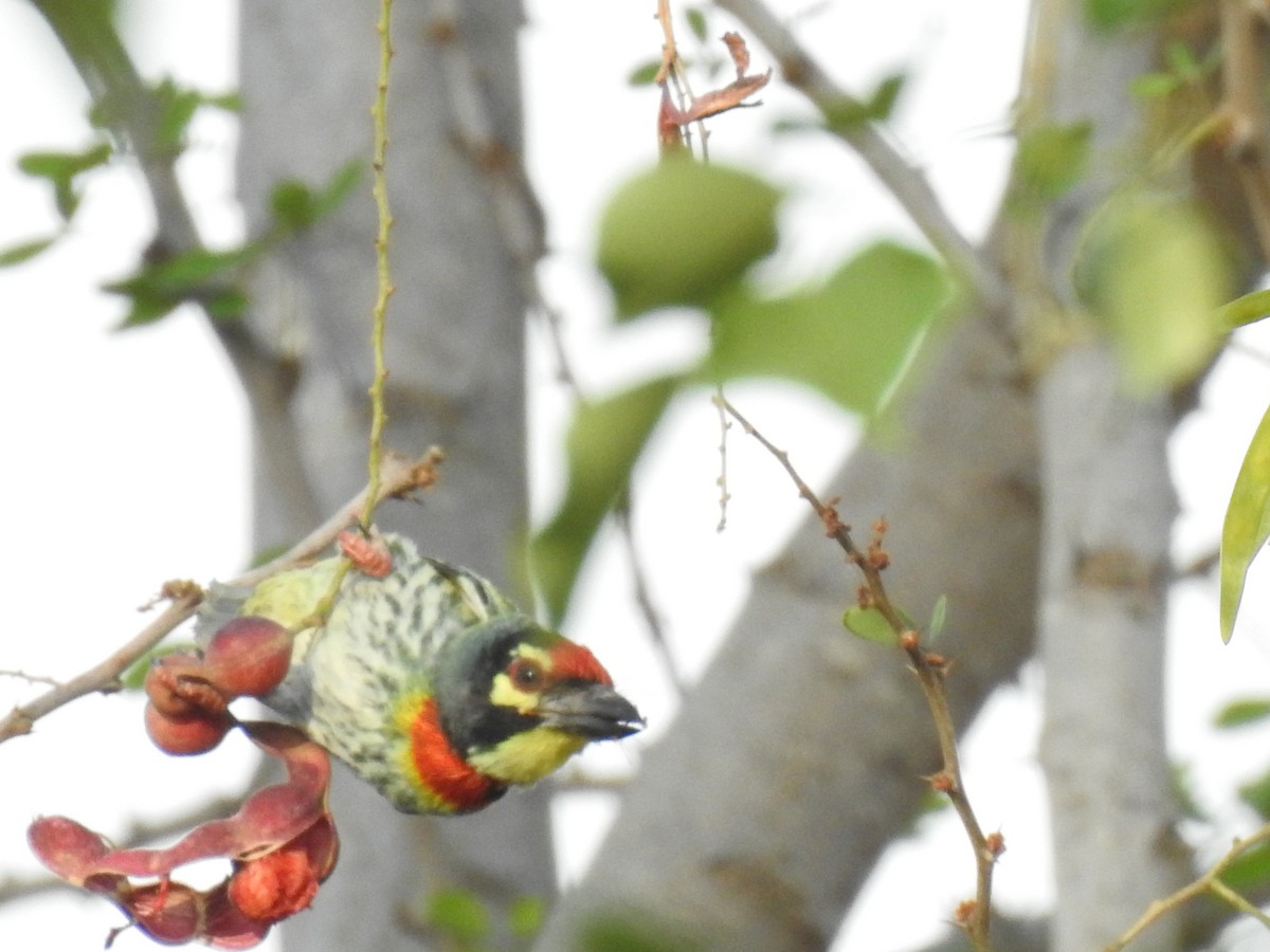 Coppersmith Barbet - ML635672249