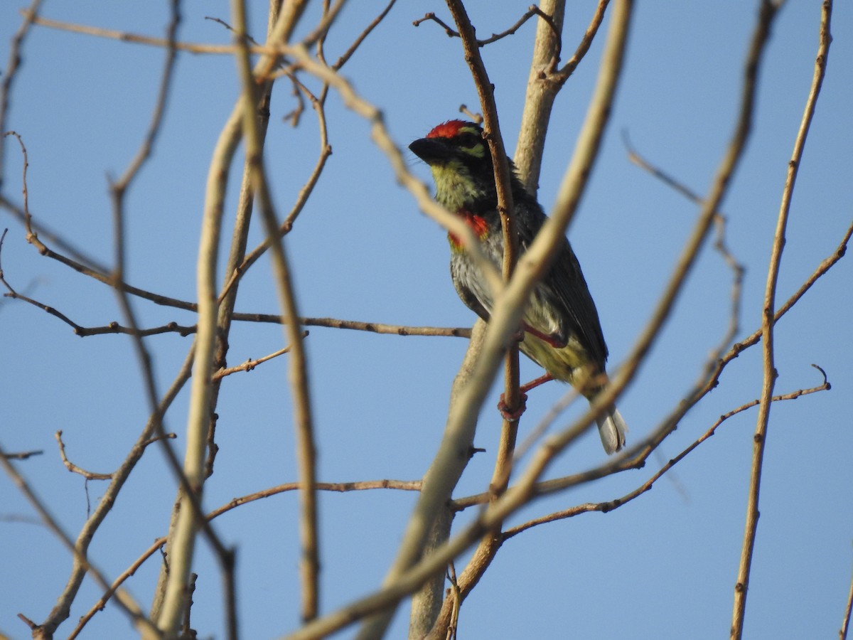 Coppersmith Barbet - ML635672251
