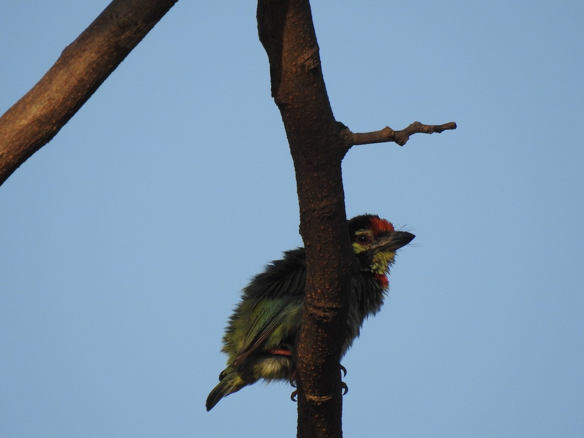 Coppersmith Barbet - ML635672256