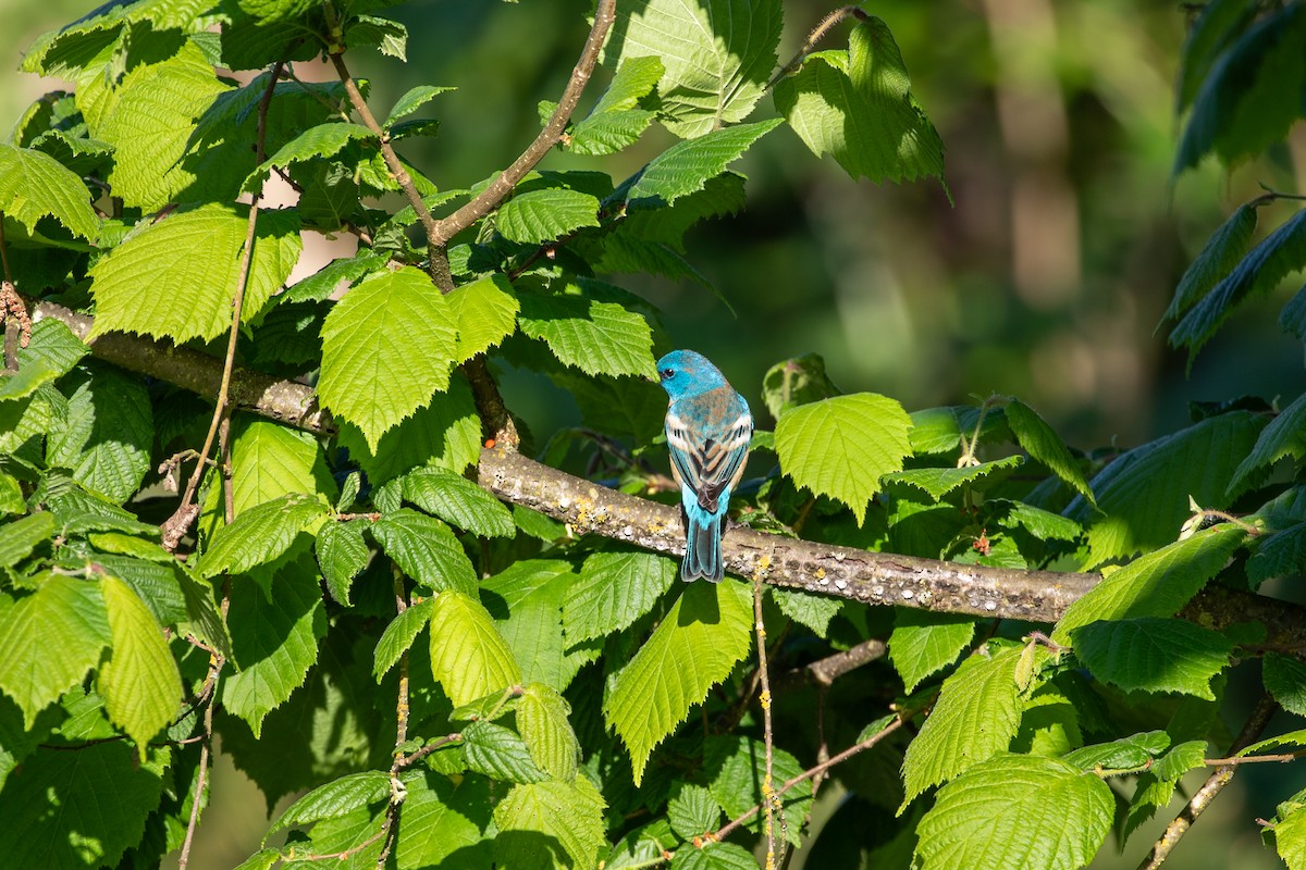 Passerin azuré - ML635672257