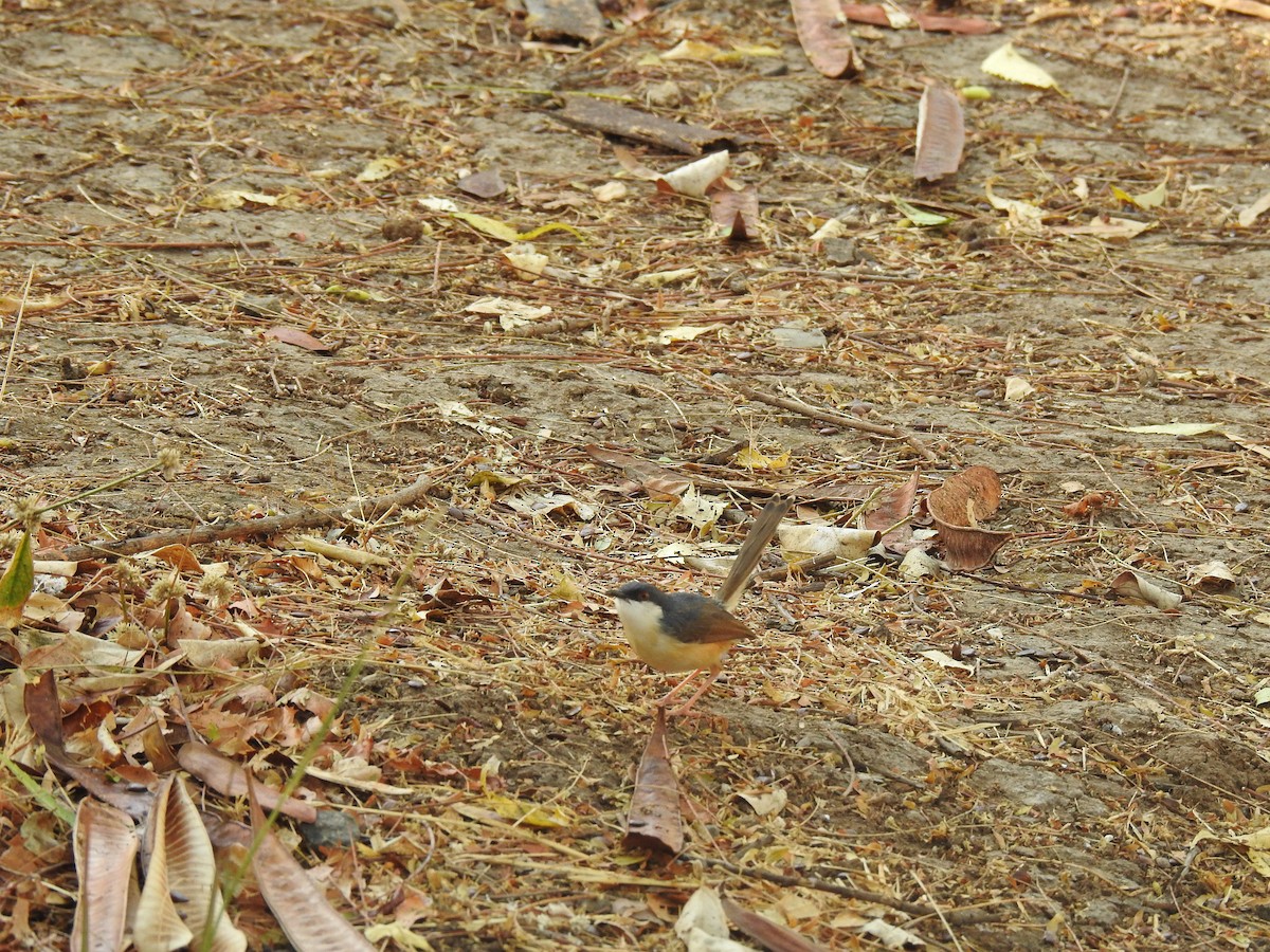 Ashy Prinia - ML635672265