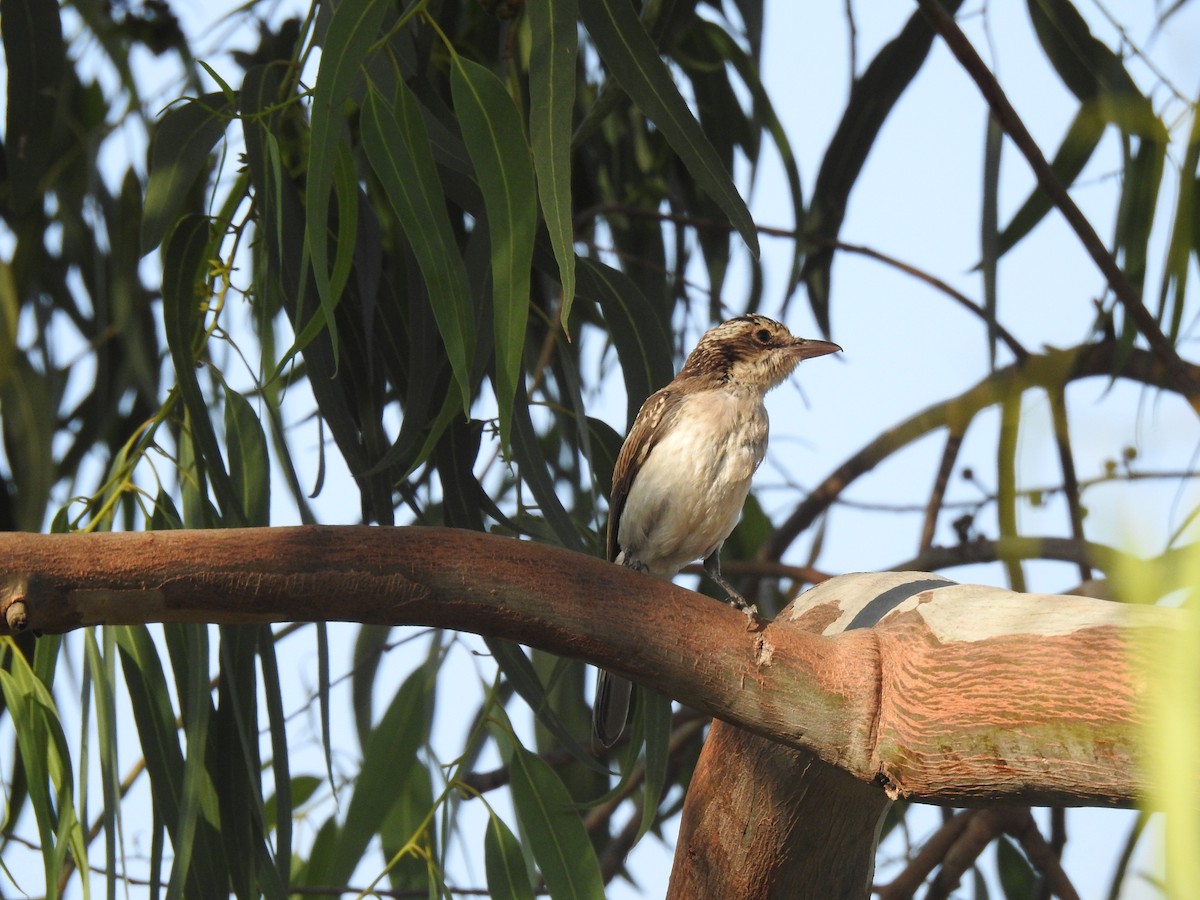 Common Woodshrike - ML635672384
