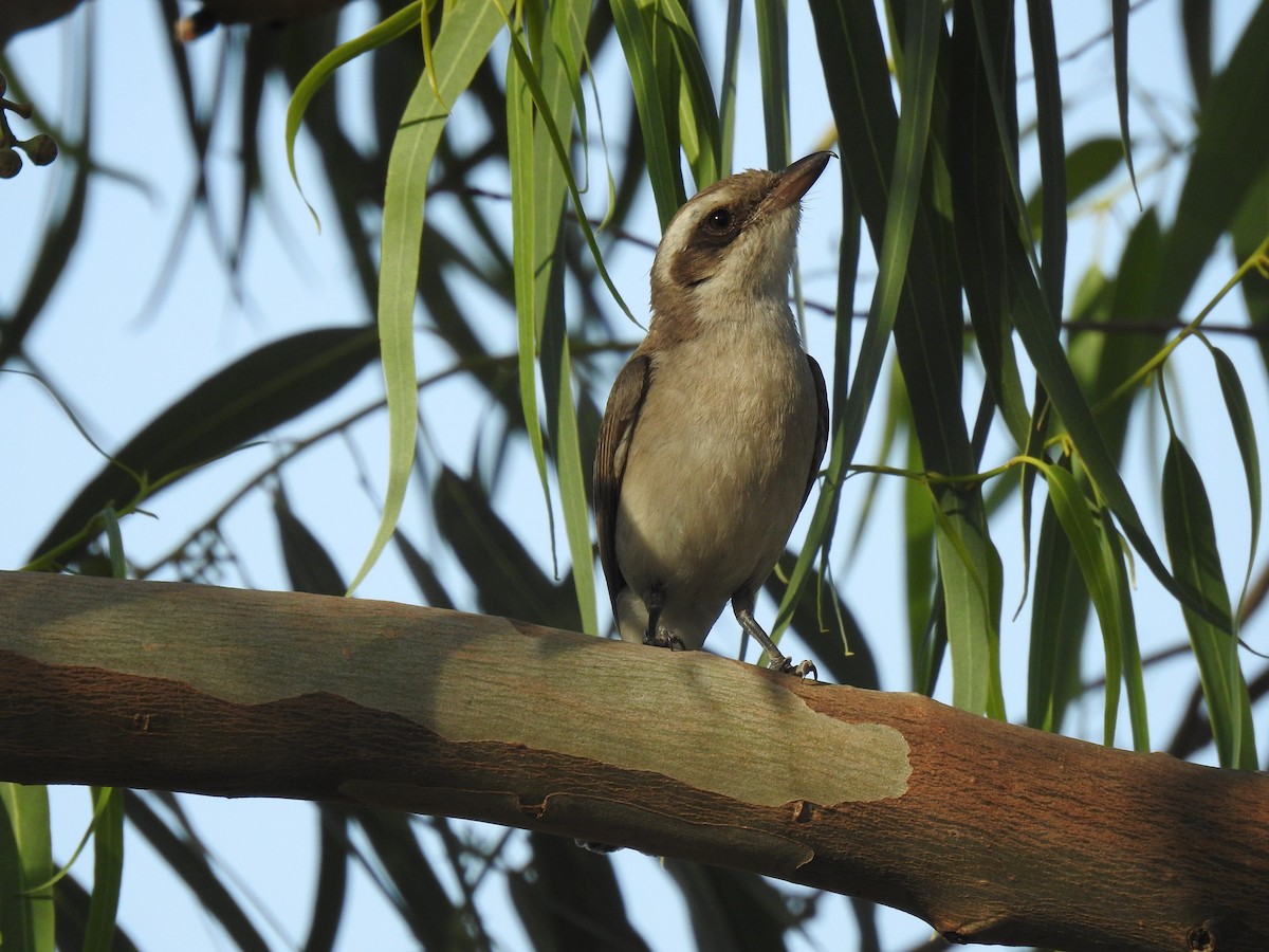 Common Woodshrike - ML635672393