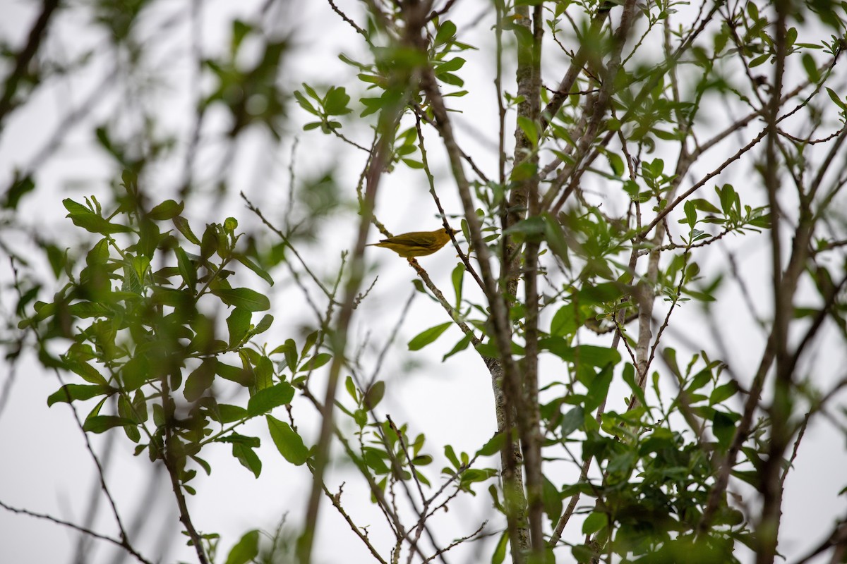 Yellow Warbler - ML635672430