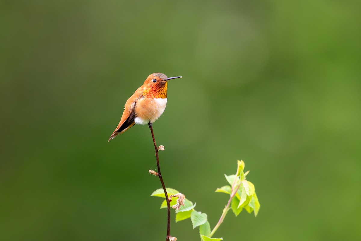 Rufous Hummingbird - ML635672440
