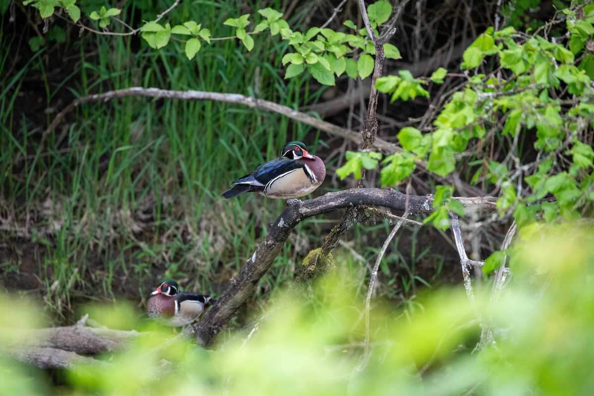 Wood Duck - ML635672447