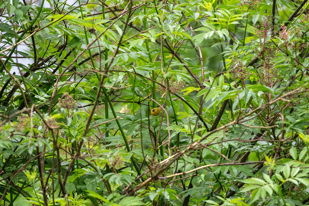 Wilson's Warbler - ML635672461