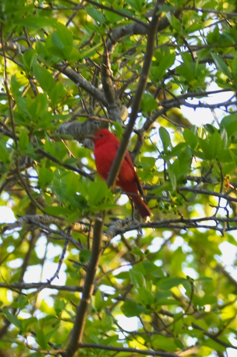 Piranga vermillon - ML635672518