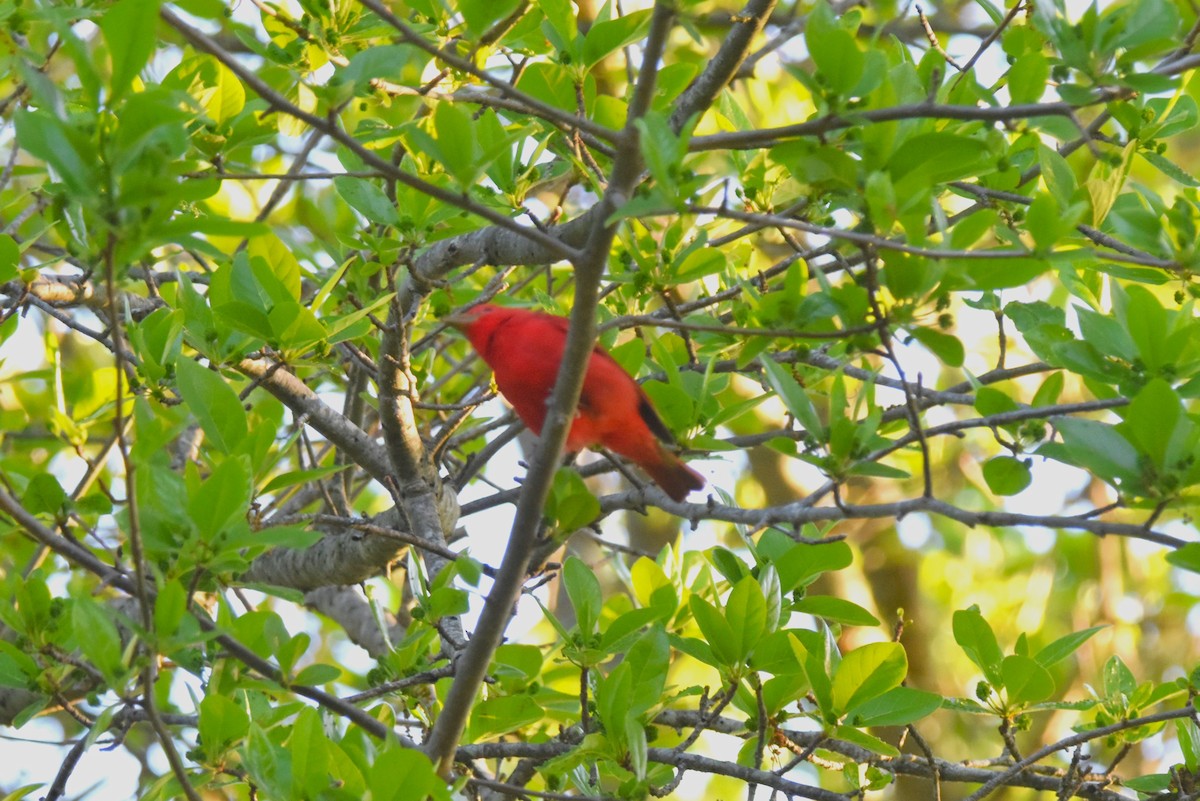 Piranga vermillon - ML635672520