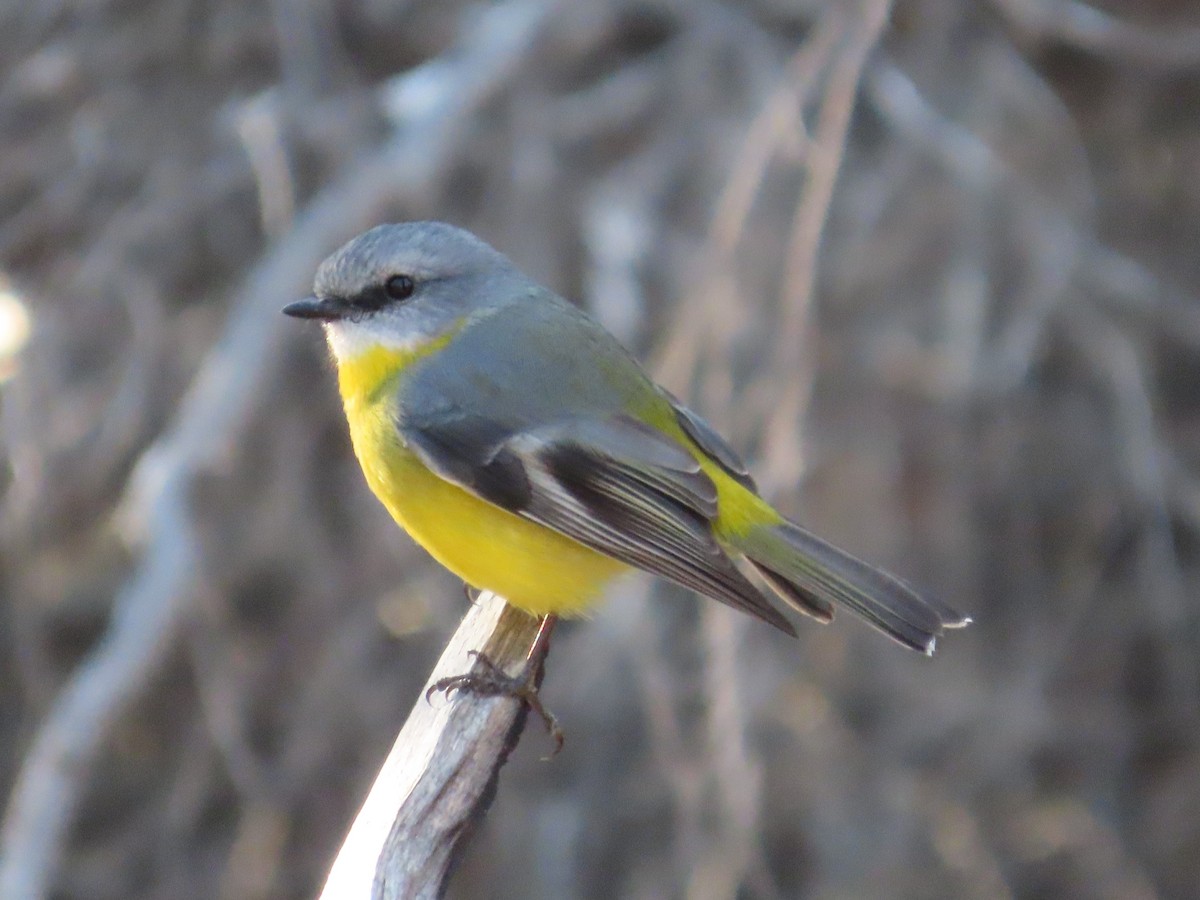 Eastern Yellow Robin - ML635672557