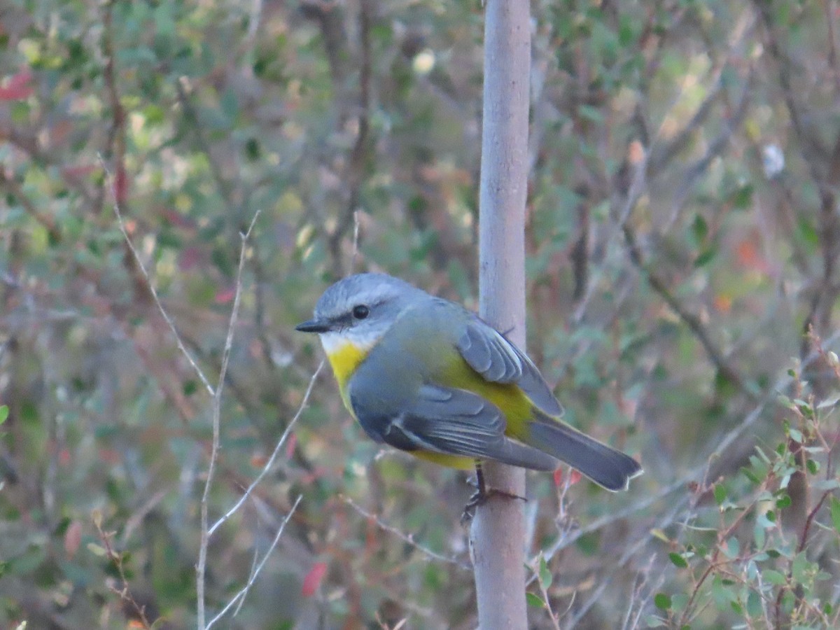 Eastern Yellow Robin - ML635672558